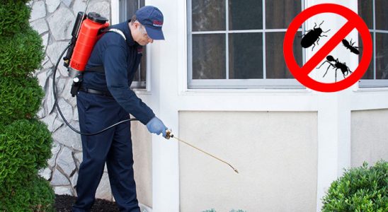 Tavas Kene İlaçlama böcek ilaçlama ve haşere kontrolü — ilaclama-tr.com
